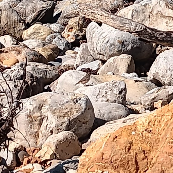 Rock Wren - ML640780083