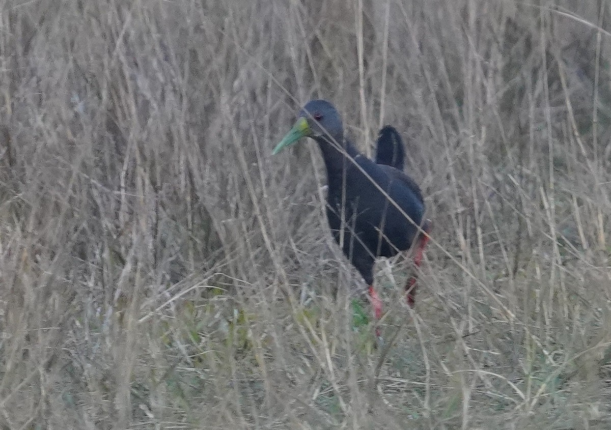 Blackish Rail - ML640780208