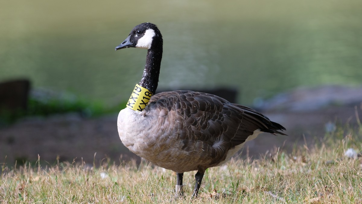 Canada Goose - ML640780282