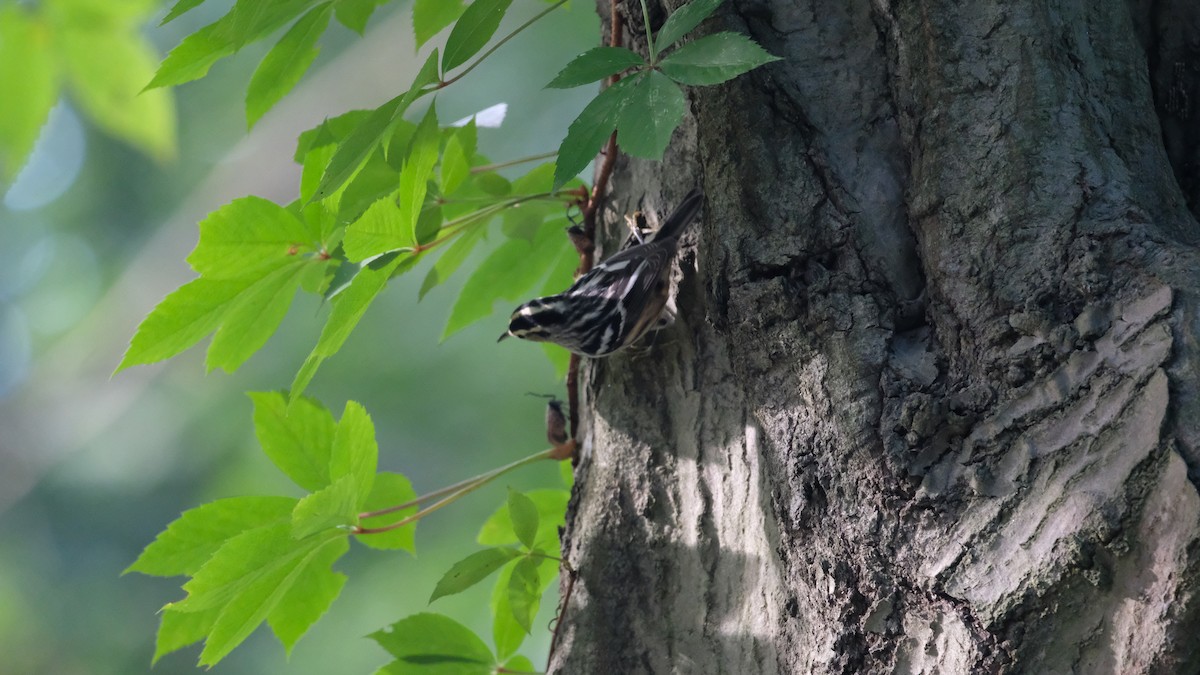 Black-and-white Warbler - ML640780285
