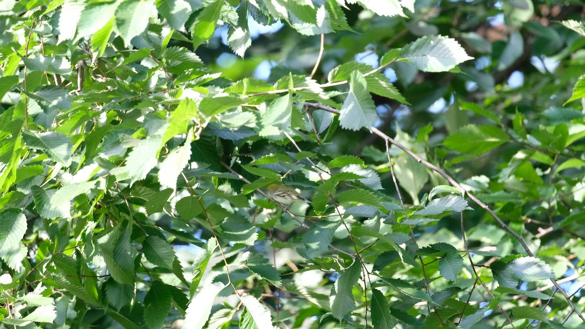 Chestnut-sided Warbler - ML640780289