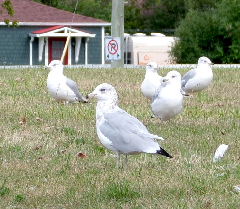 Ring-billed Gull - ML640780527