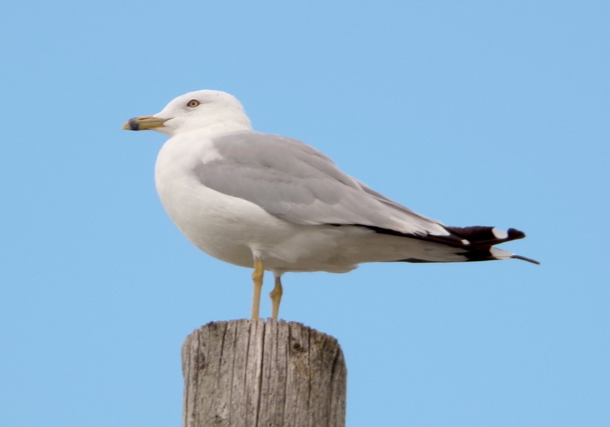 Ring-billed Gull - ML640780528