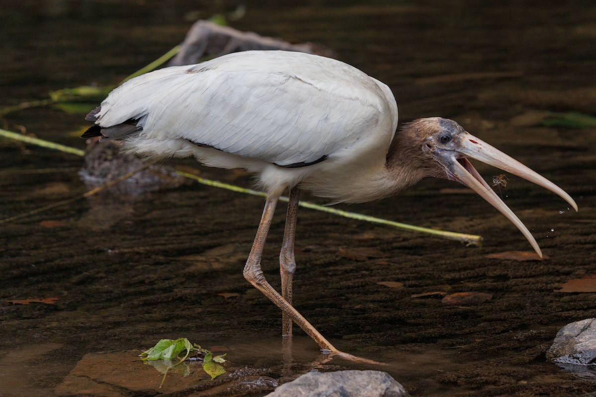Wood Stork - ML640780640