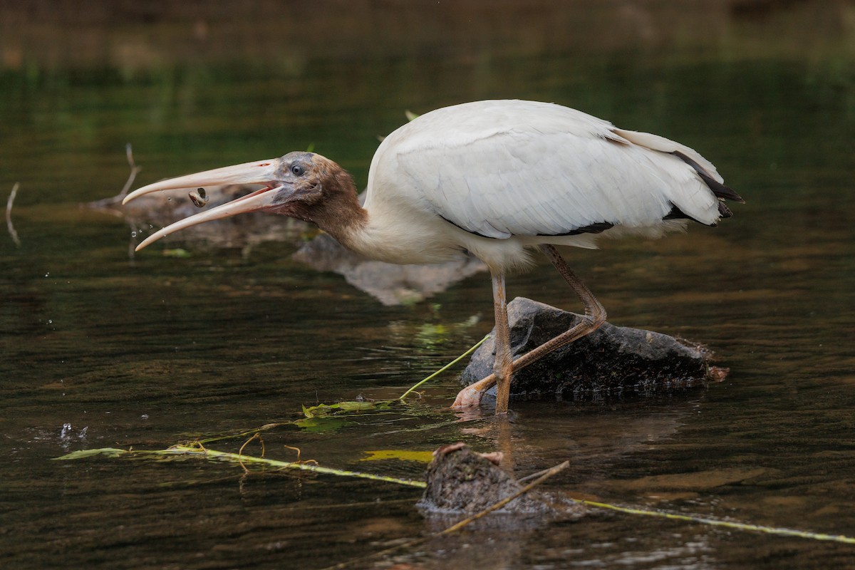 Wood Stork - ML640780661