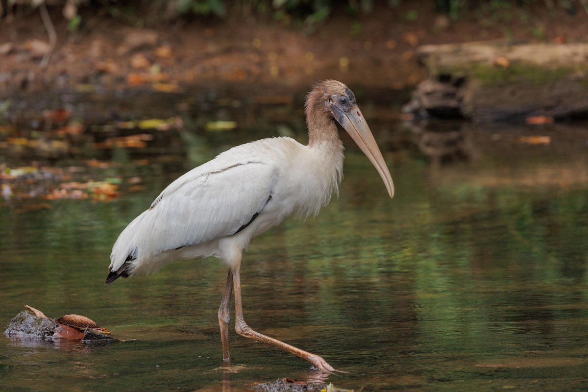 Wood Stork - ML640780671