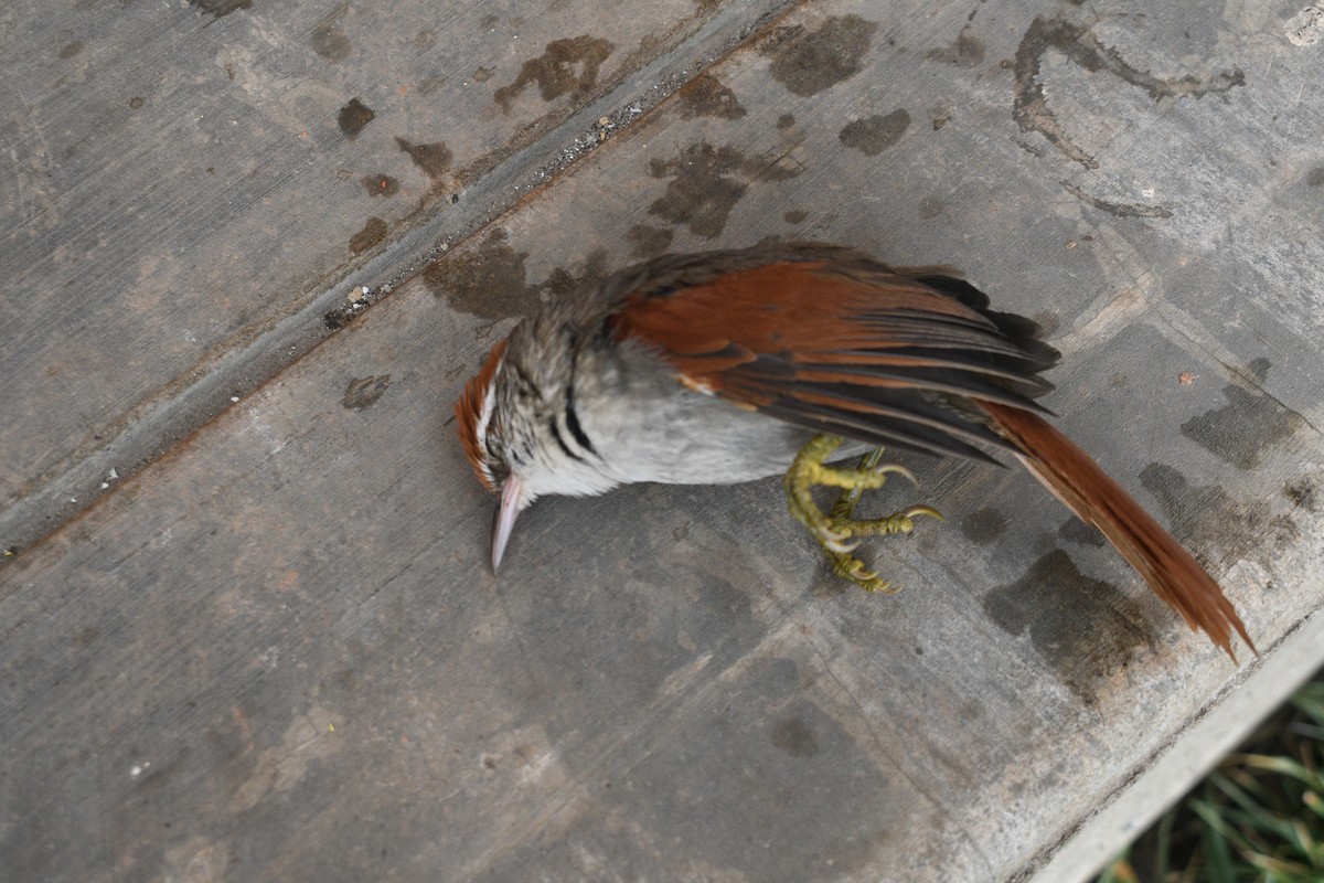 Line-cheeked Spinetail - ML640780787