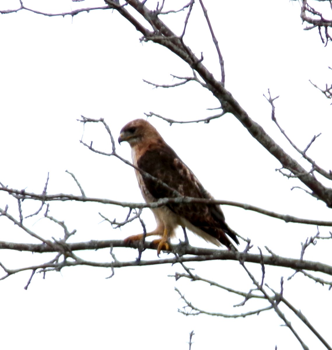Red-tailed Hawk - ML640780823
