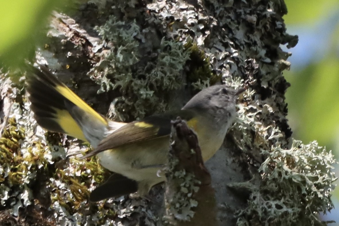 American Redstart - ML640780830