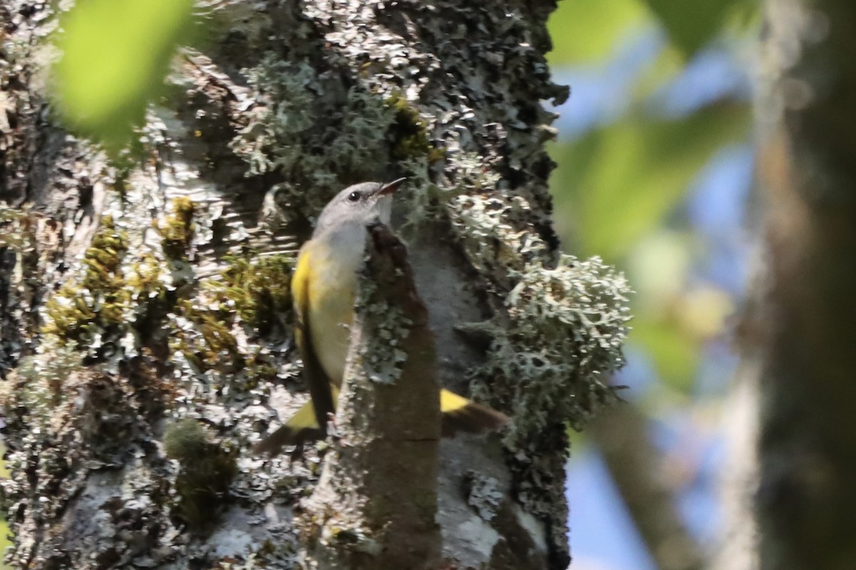 American Redstart - ML640780831