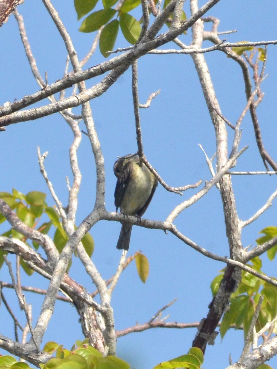 Western Spindalis - ML640780841