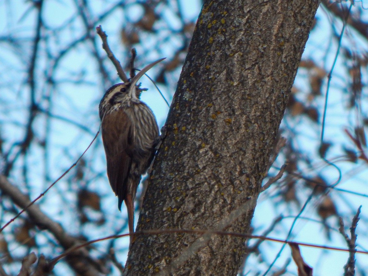 Narrow-billed Woodcreeper - ML640780869