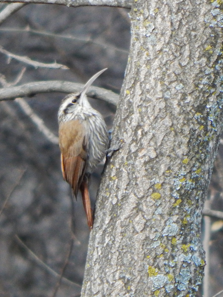 Narrow-billed Woodcreeper - ML640780870