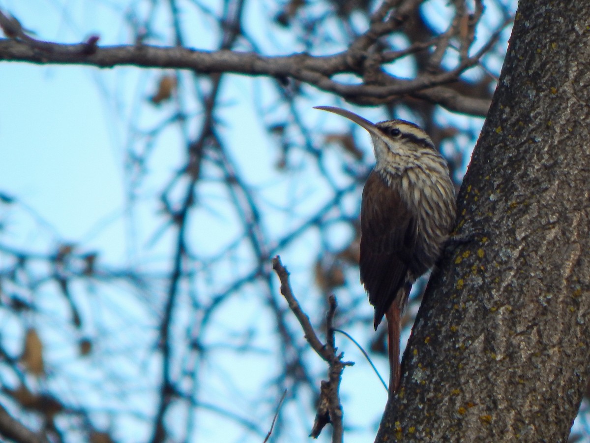 Narrow-billed Woodcreeper - ML640780871