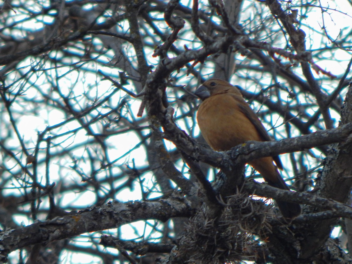 Ultramarine Grosbeak - ML640780881