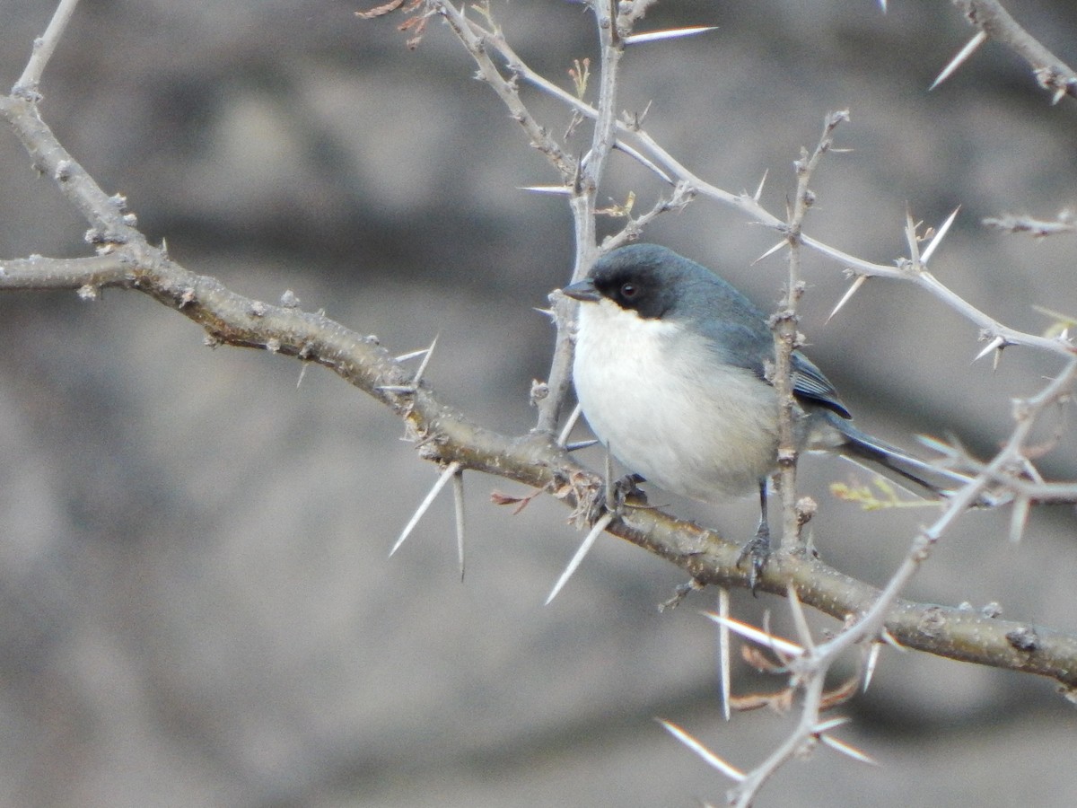 Black-capped Warbling Finch - ML640780885