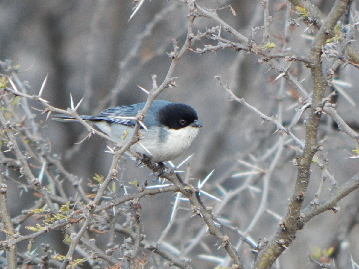 Black-capped Warbling Finch - ML640780887