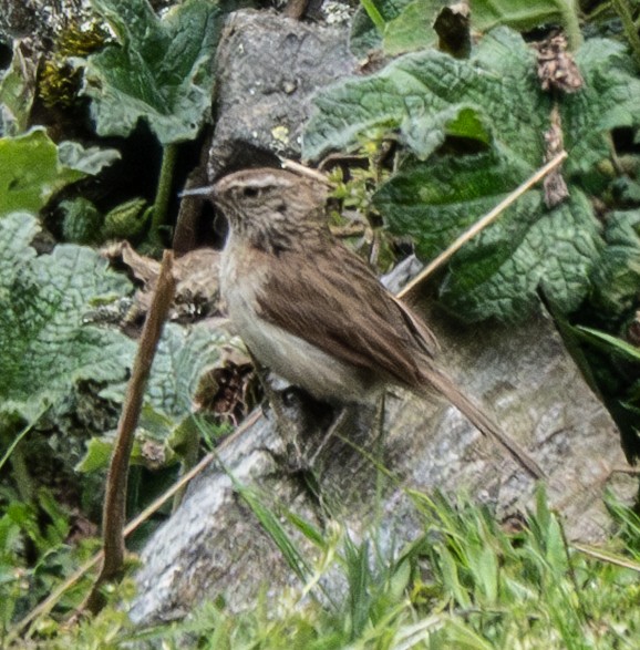 Streak-throated Canastero - ML640780942