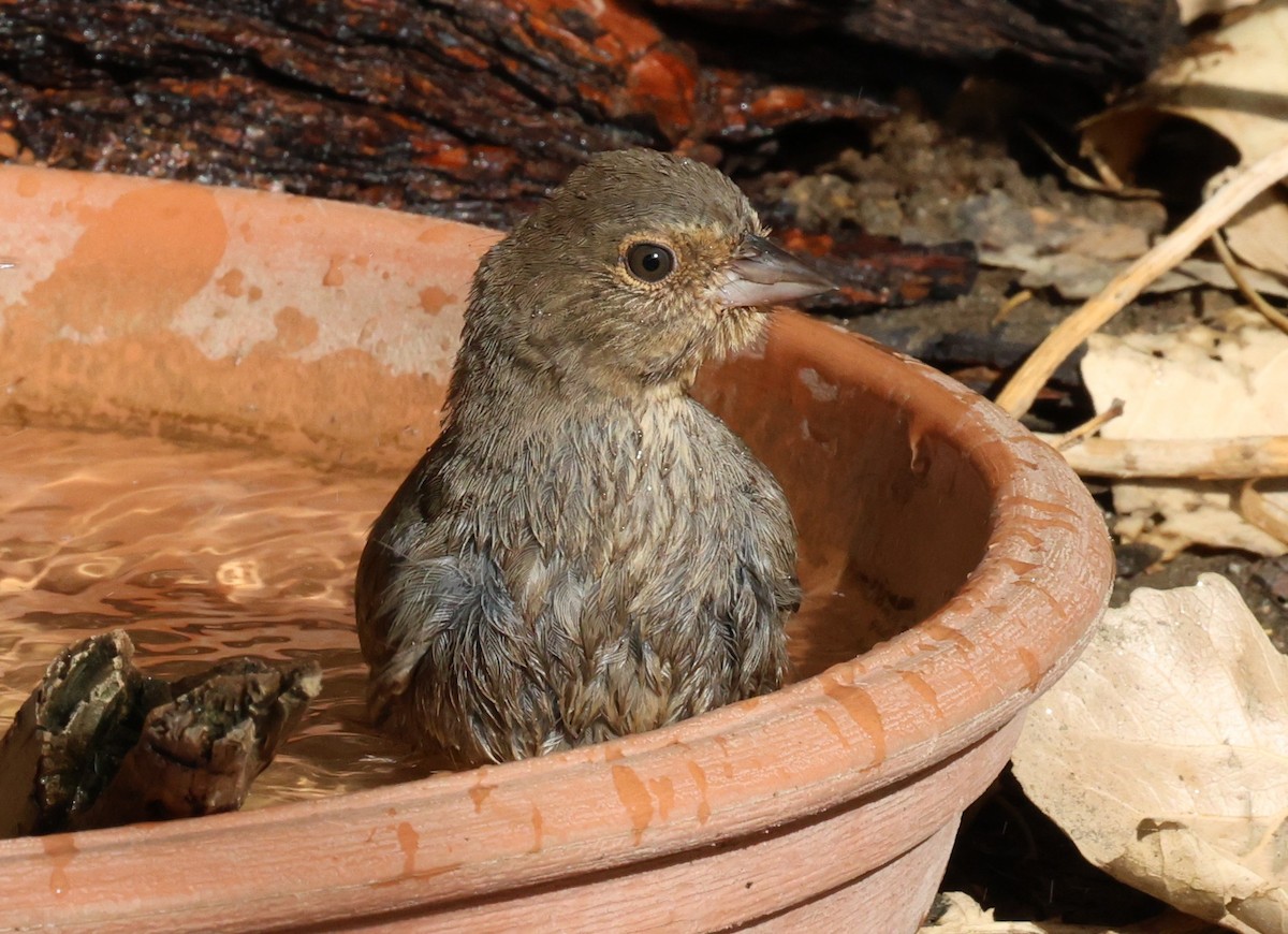 California Towhee - ML640780965