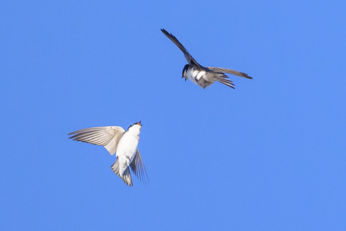 Tree Swallow - ML640781031