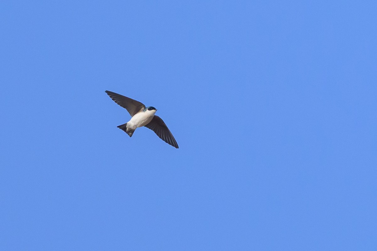 Tree Swallow - ML640781032