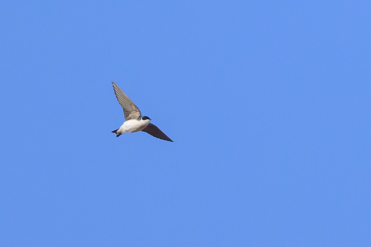 Tree Swallow - ML640781033