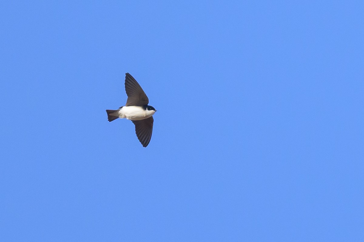 Tree Swallow - ML640781034