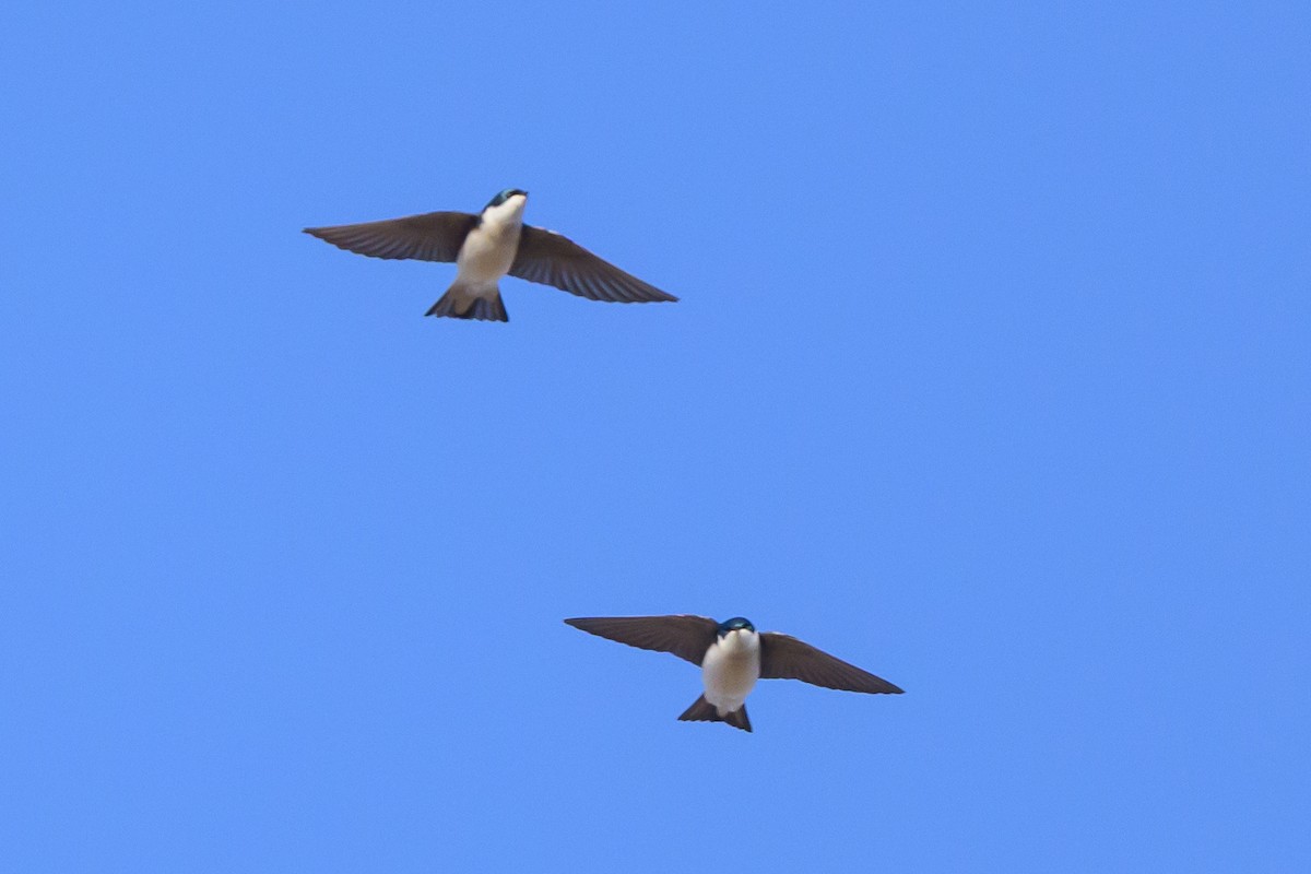 Tree Swallow - ML640781036