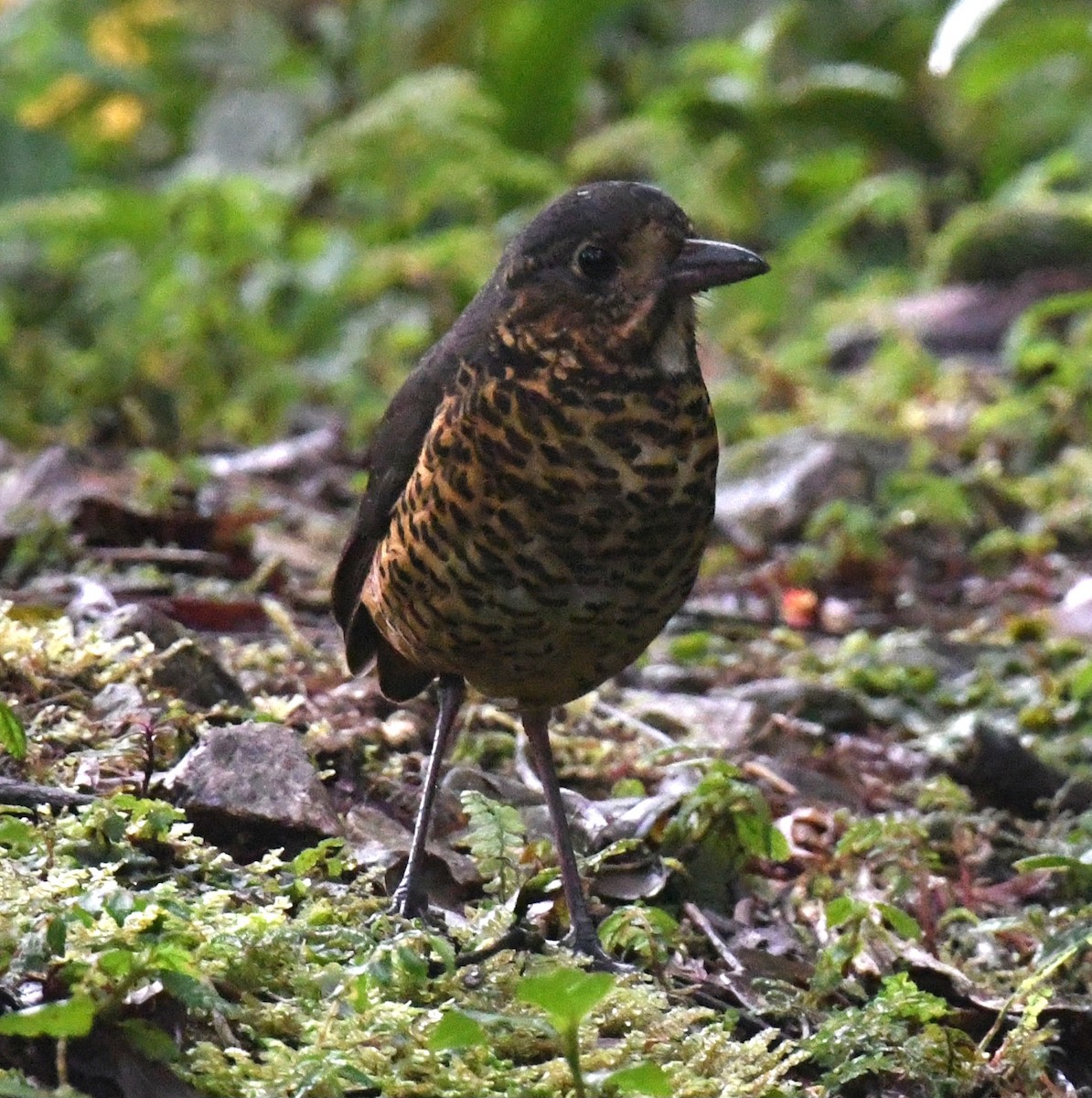 Undulated Antpitta - ML640781065