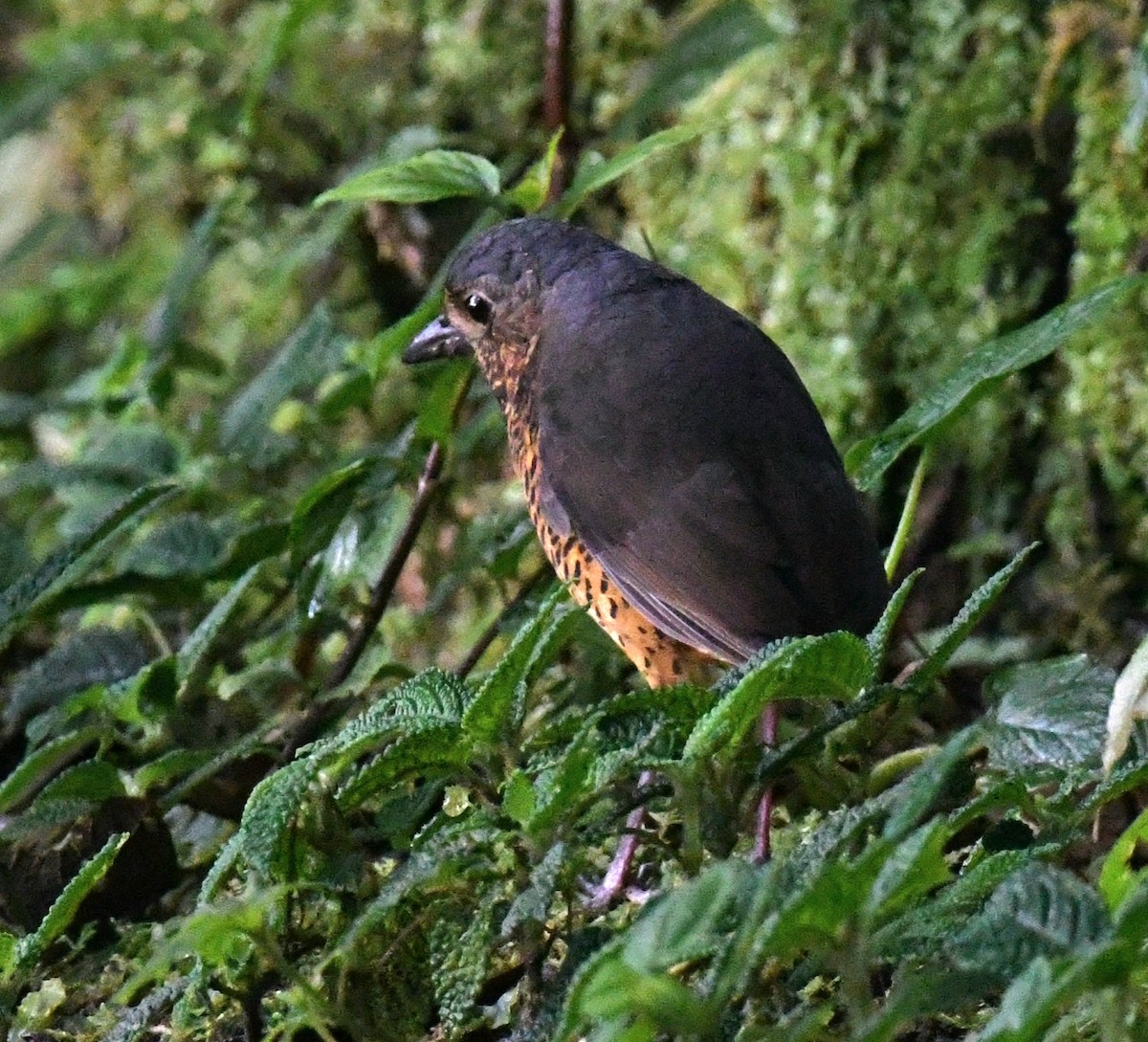 Undulated Antpitta - ML640781066
