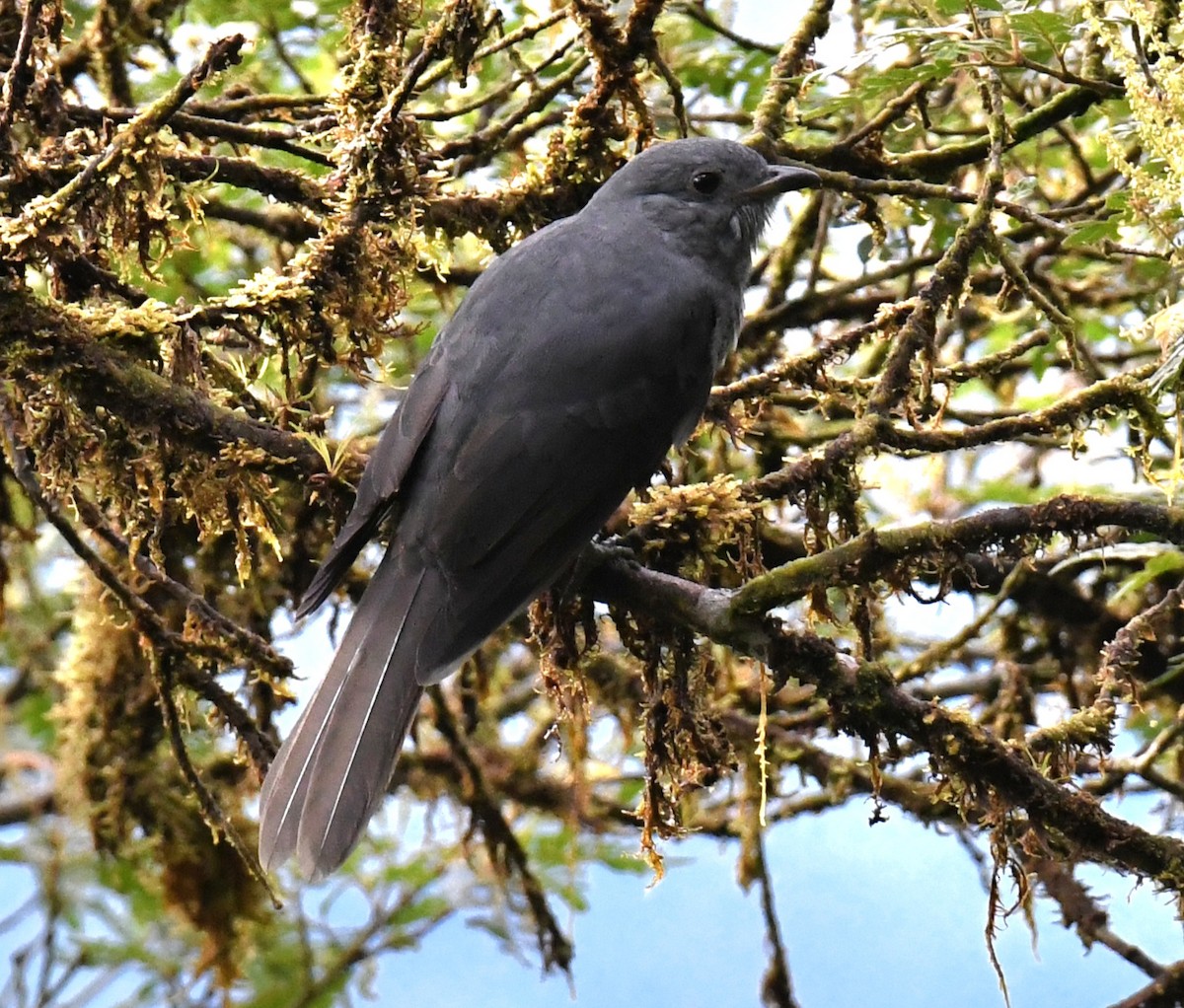 Dusky Piha - ML640781107