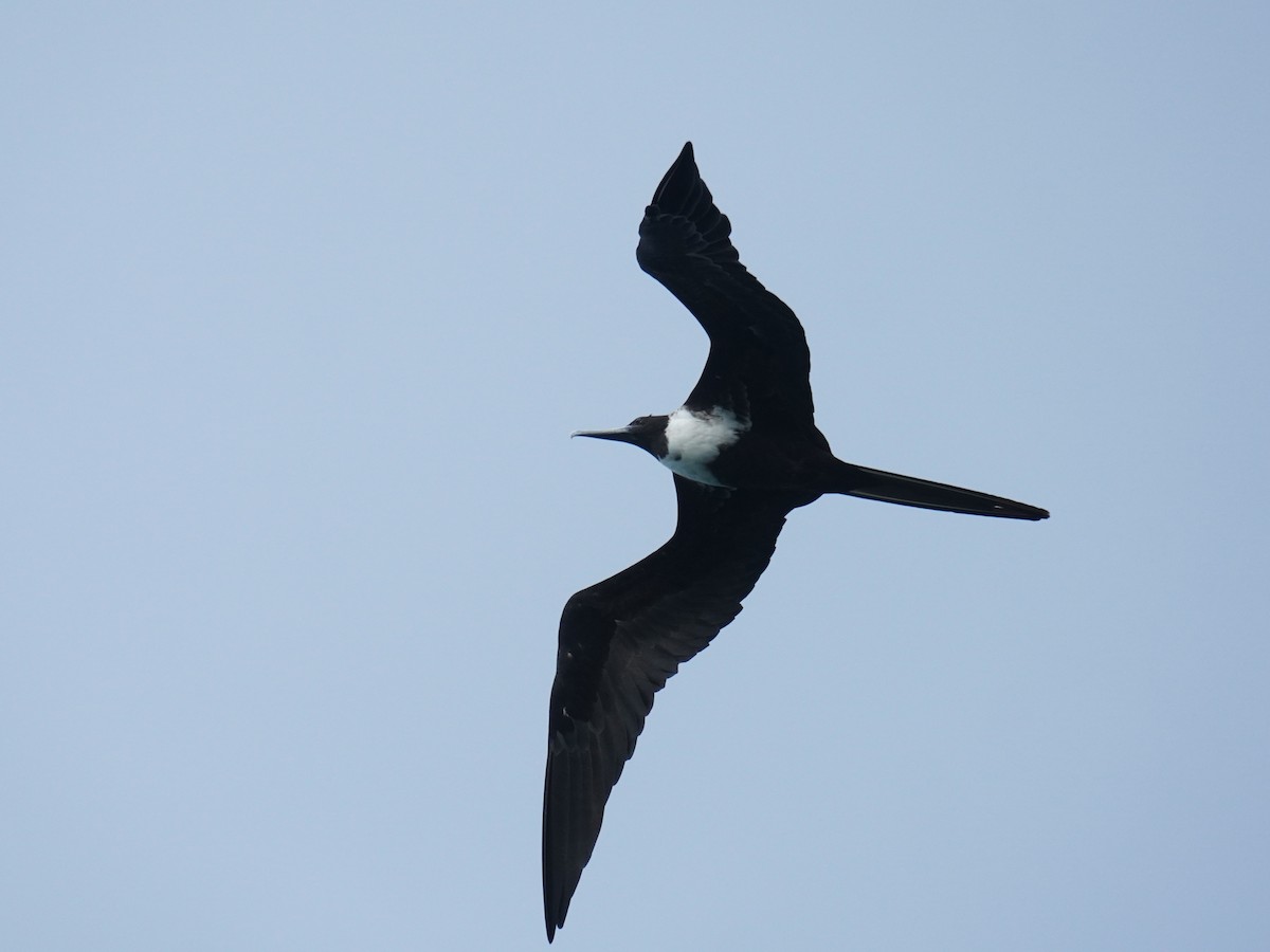 Magnificent Frigatebird - ML640781132