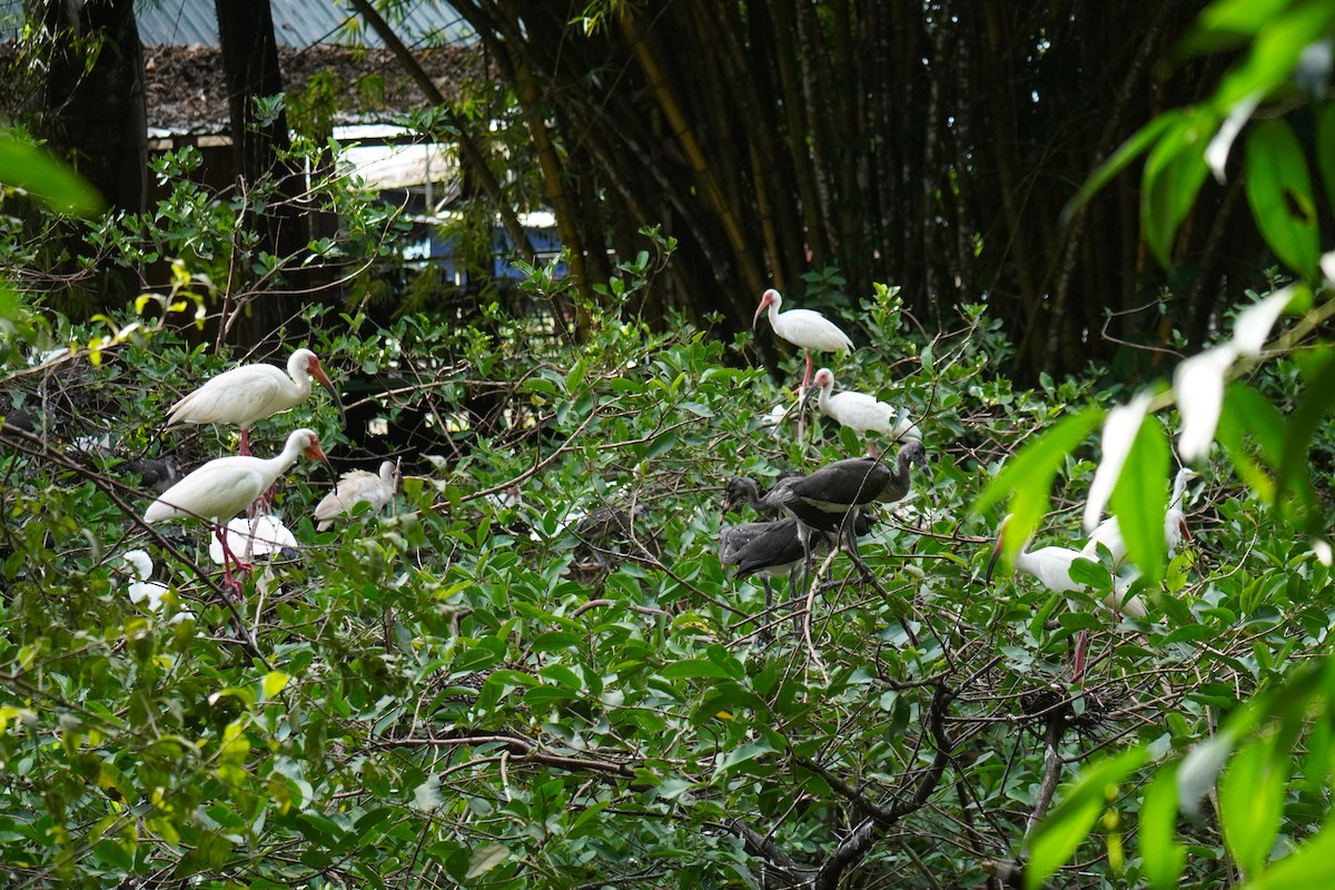 White Ibis - ML640781156