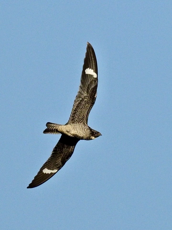 Common Nighthawk - ML640781187