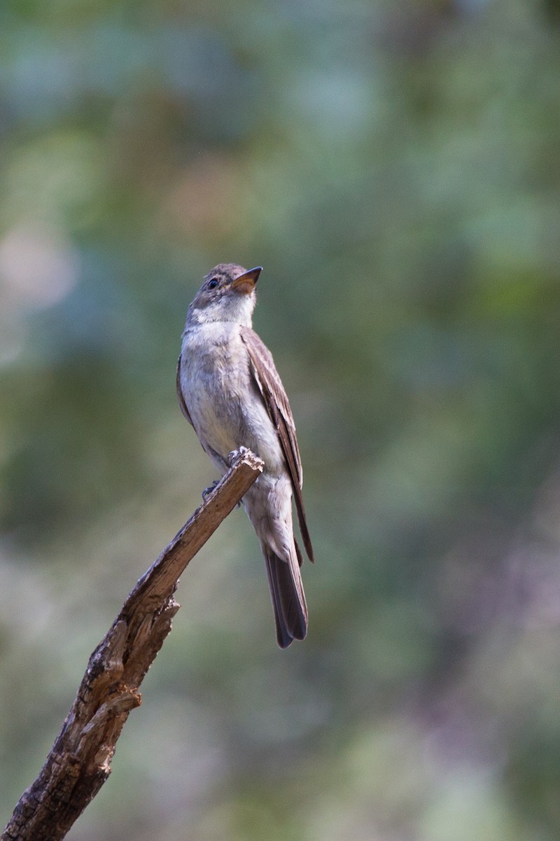 Greater Pewee - ML640781205