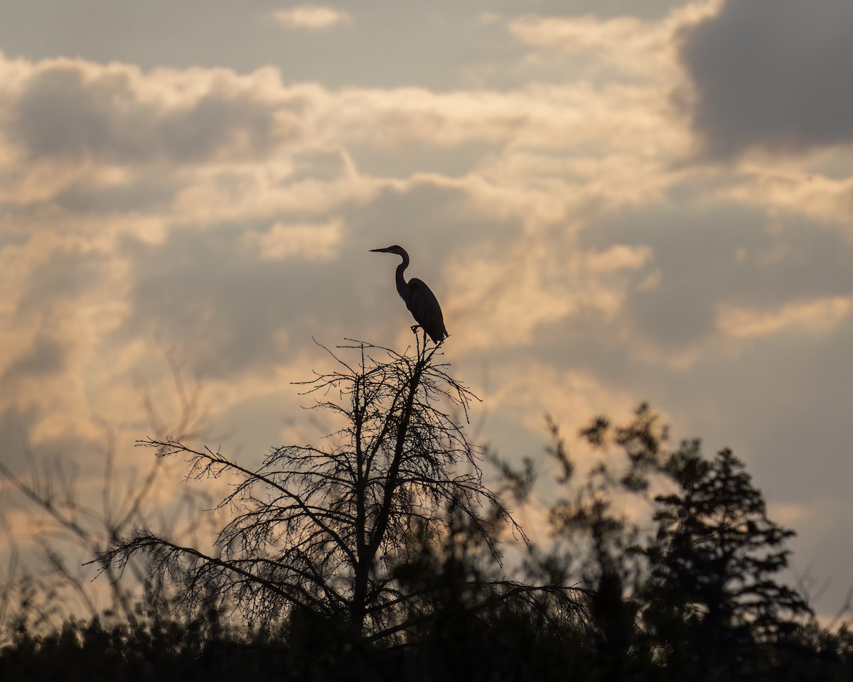 Great Blue Heron - ML640781208