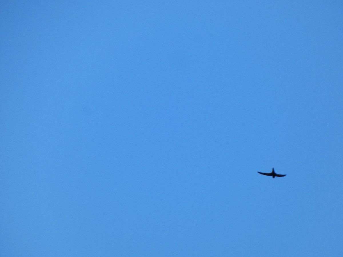African Swift (African) - ML640781213