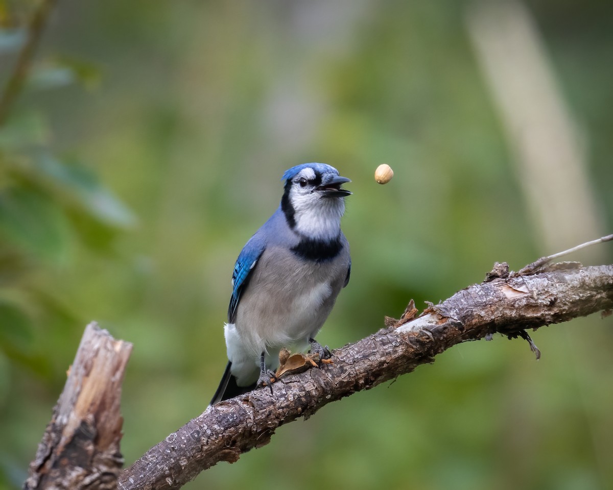 Blue Jay - ML640781223