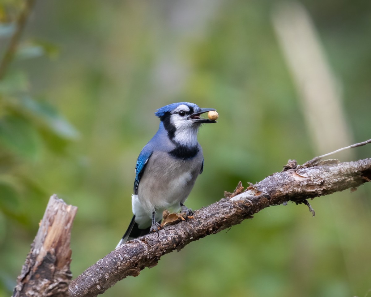 Blue Jay - ML640781224