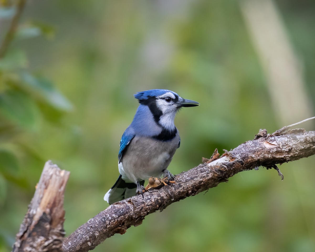 Blue Jay - ML640781225