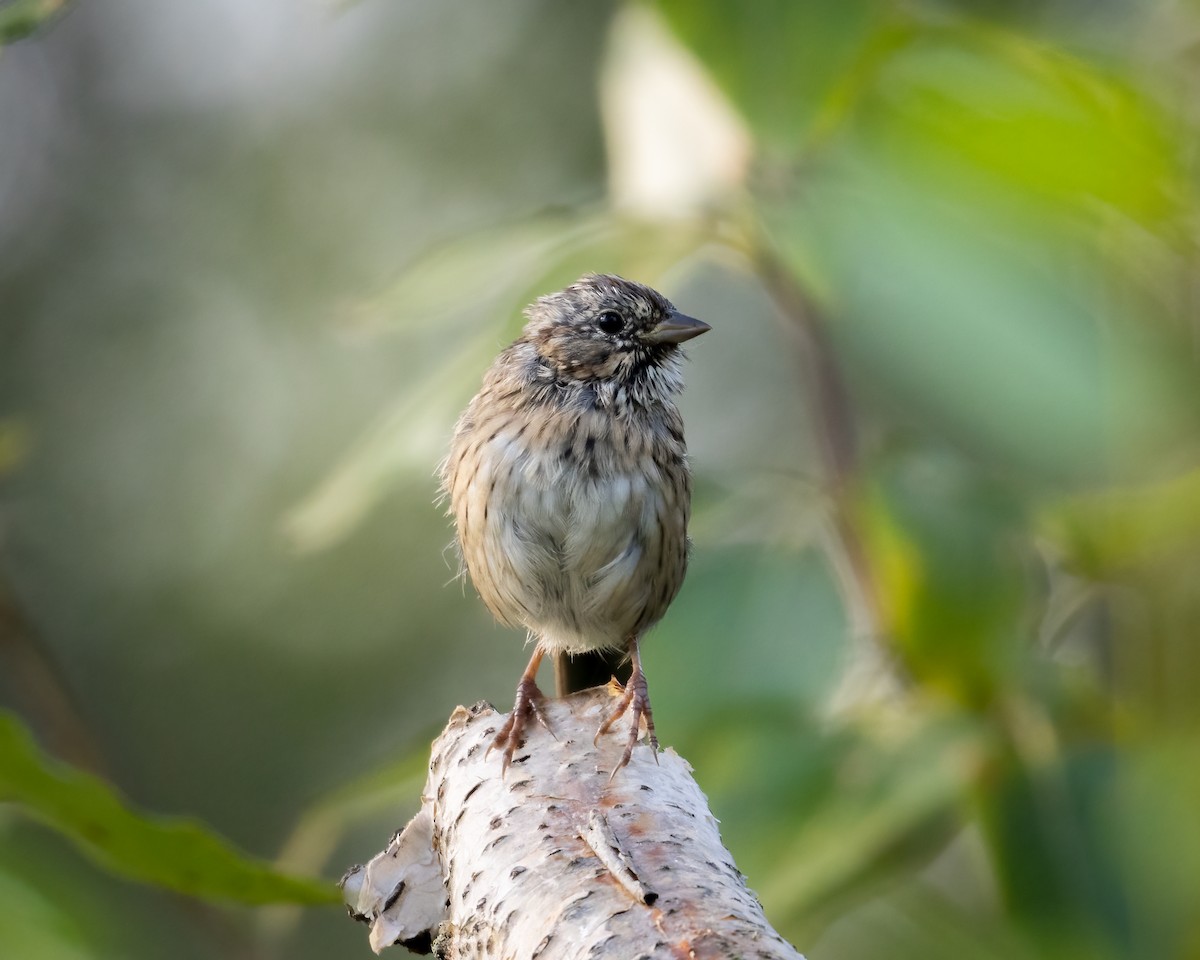 Lincoln's Sparrow - ML640781231
