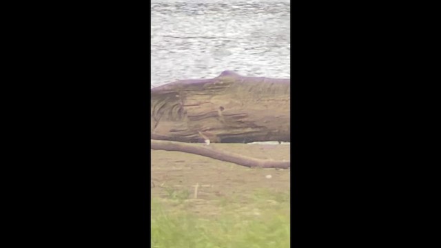 Short-billed Dowitcher - ML640781266