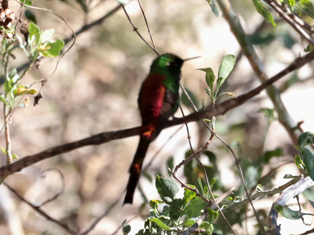 Red-tailed Comet - ML640781318