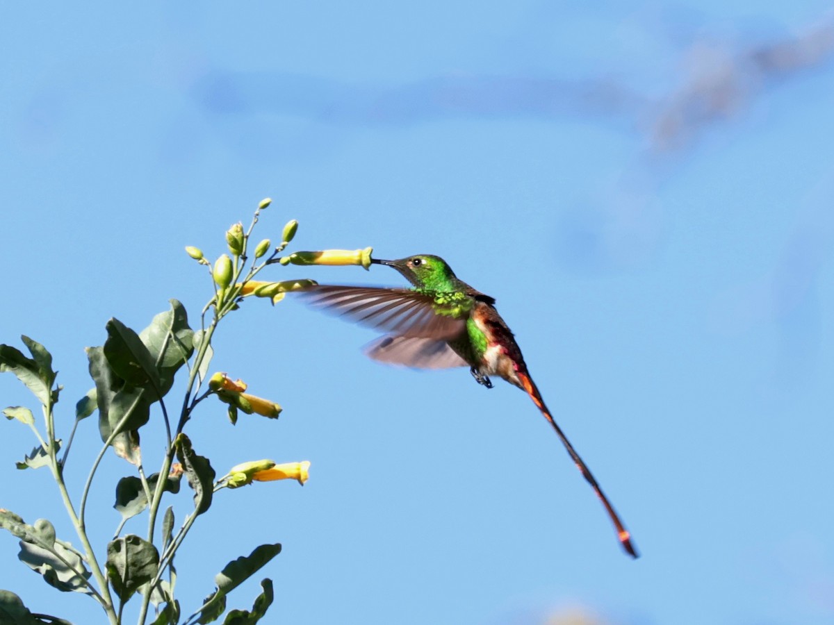 Red-tailed Comet - ML640781319