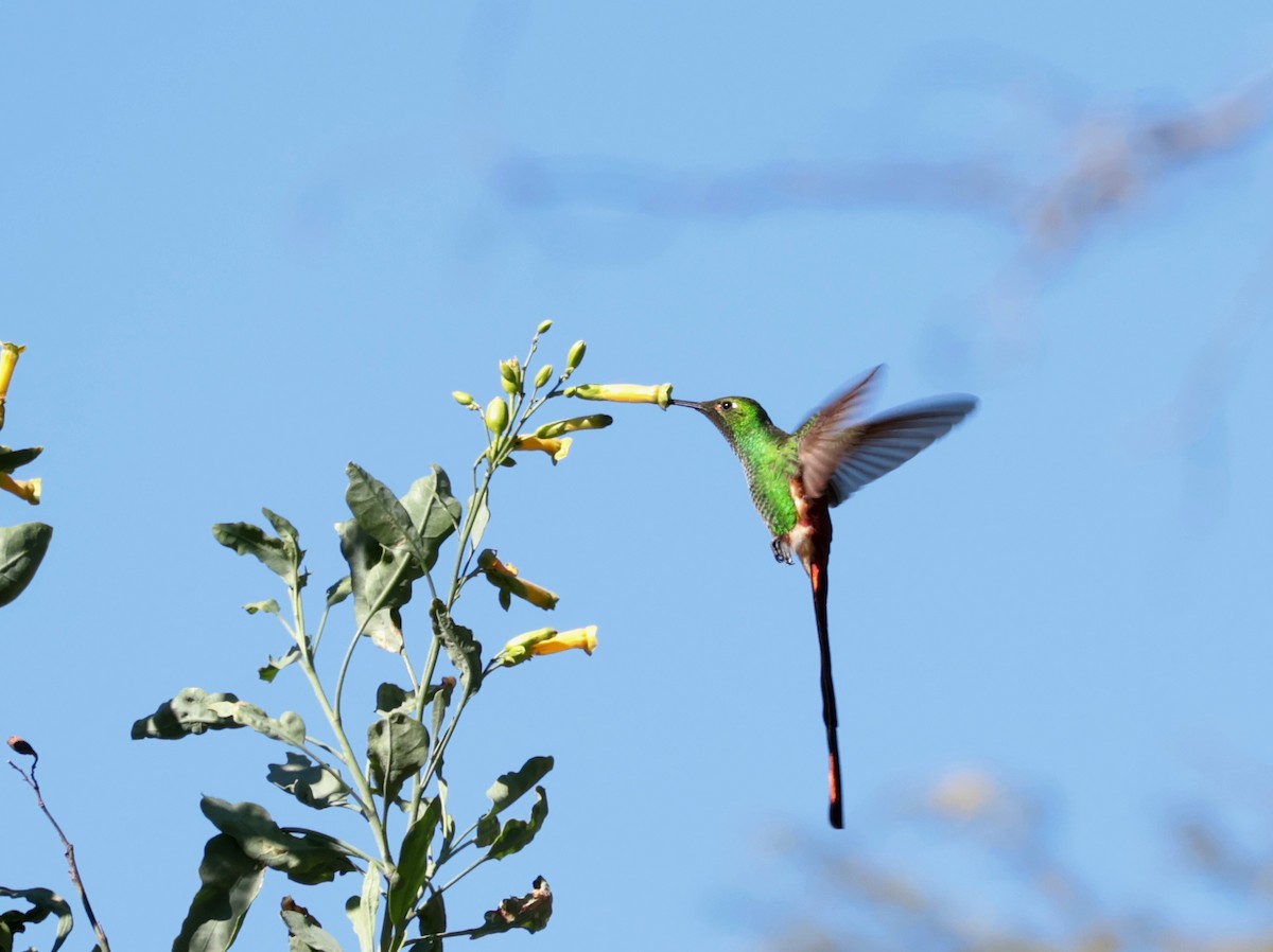 Red-tailed Comet - ML640781320