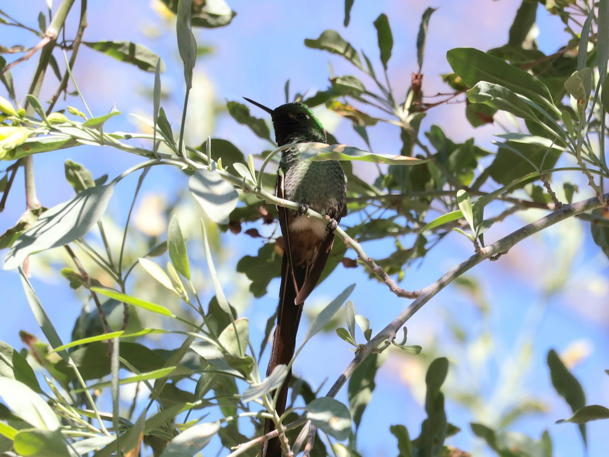 Red-tailed Comet - ML640781322