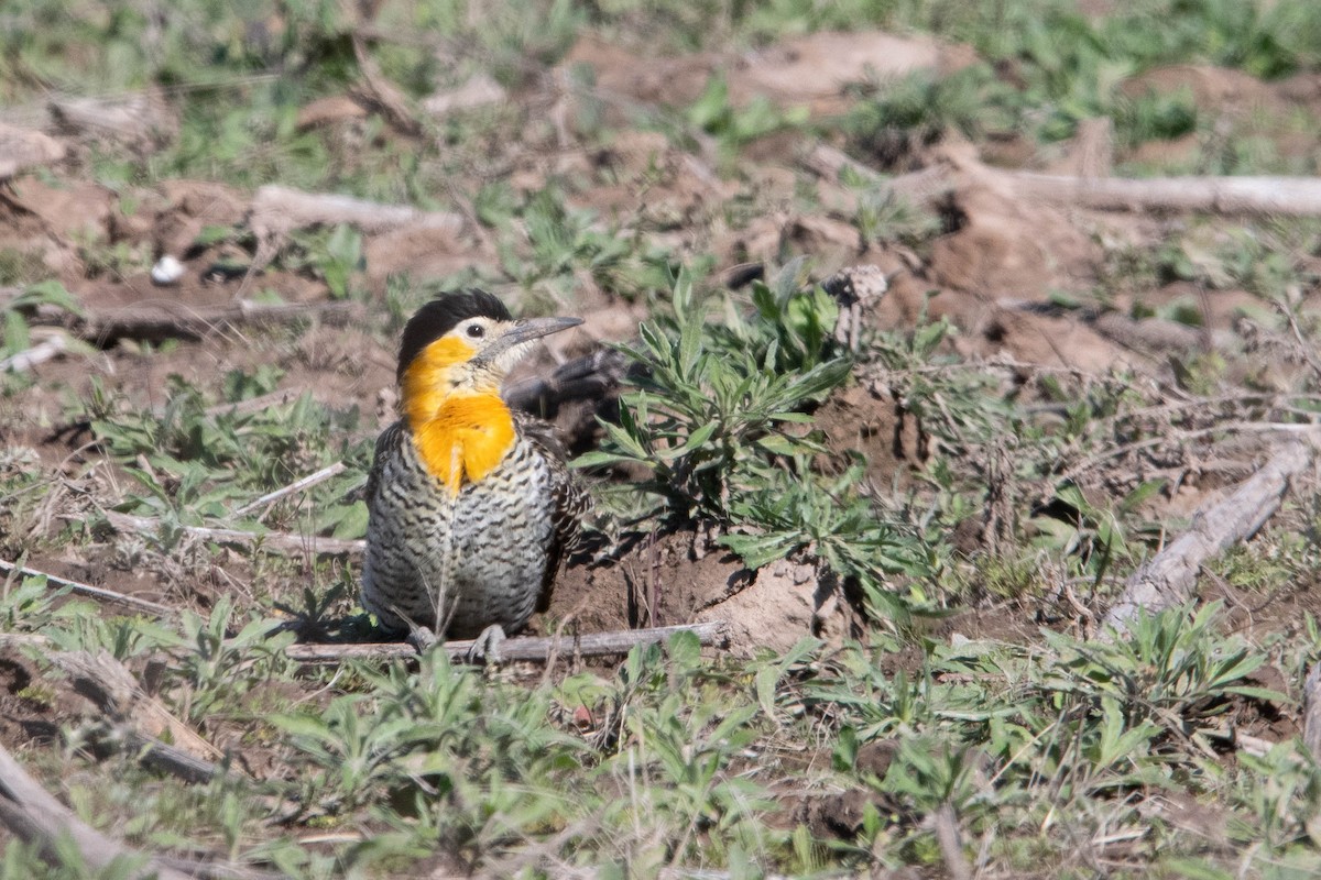 Campo Flicker - ML640781327