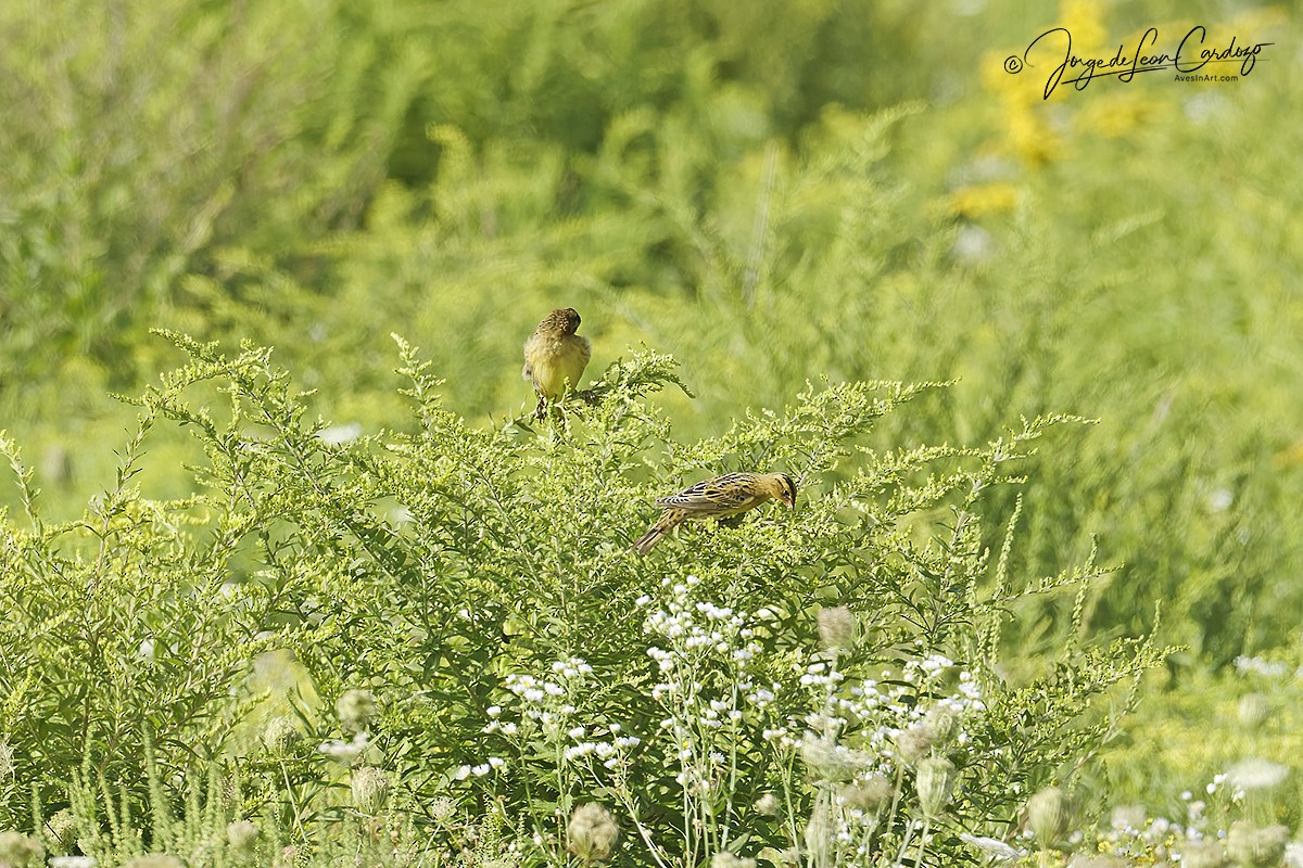 Bobolink - ML640781339