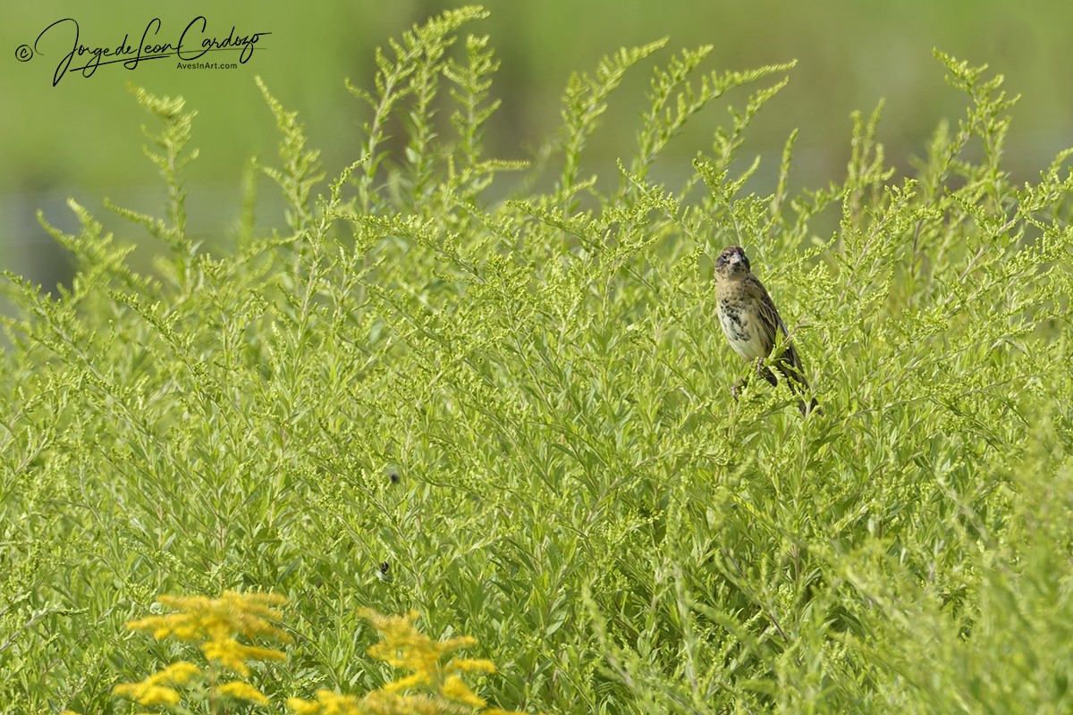 Bobolink - ML640781340