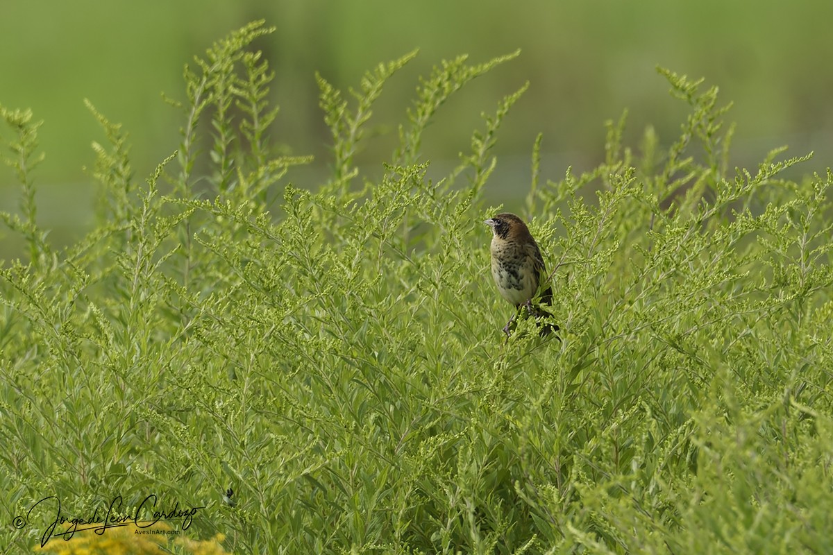 Bobolink - ML640781341